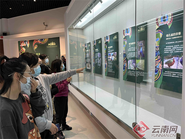《绿孔雀科研与保护教育展》在楚雄州博物馆开展
