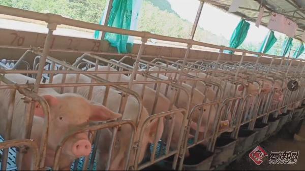 云南澜沧：自动化养猪带来了好收益