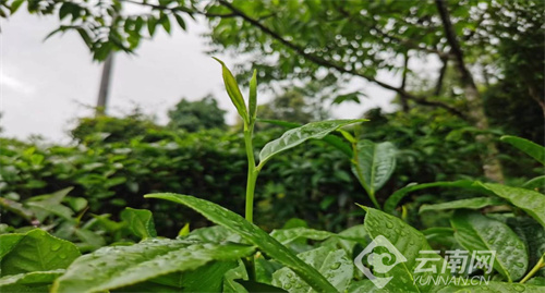 云南南华：茶产业成为强村富民“绿色银行”
