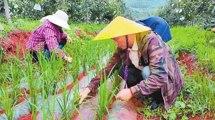 石林：推广“果稻”套种 发展绿色农业