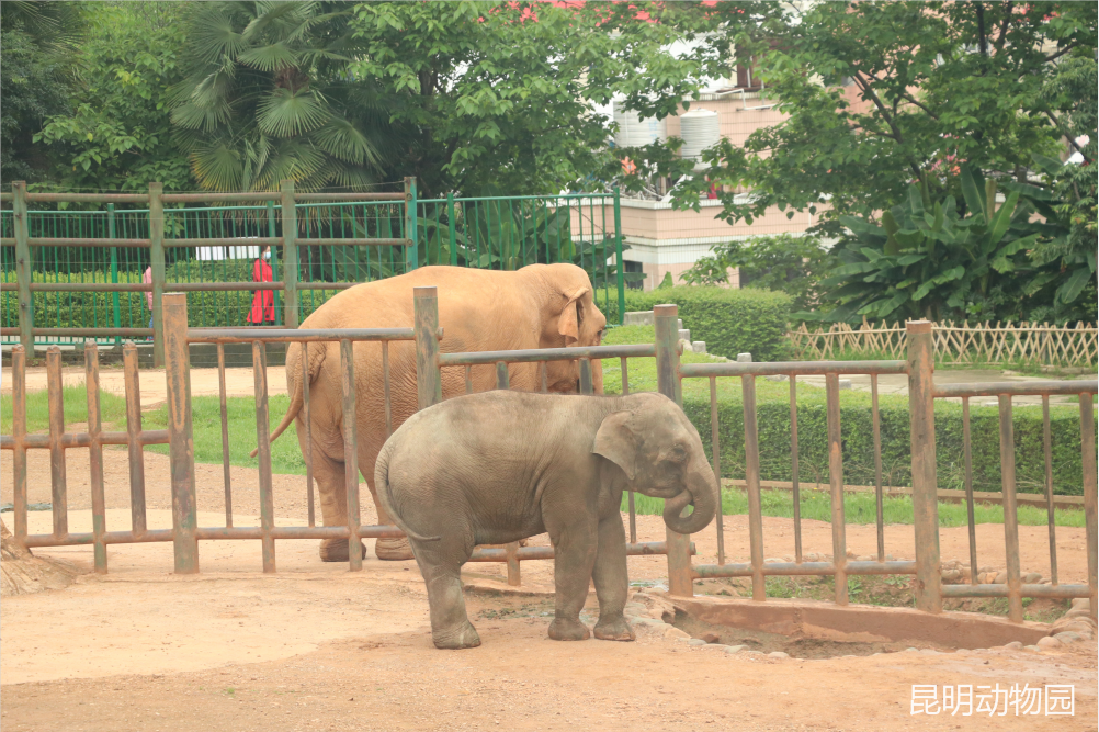 亚洲象“莫莉”和妈妈成功合笼！