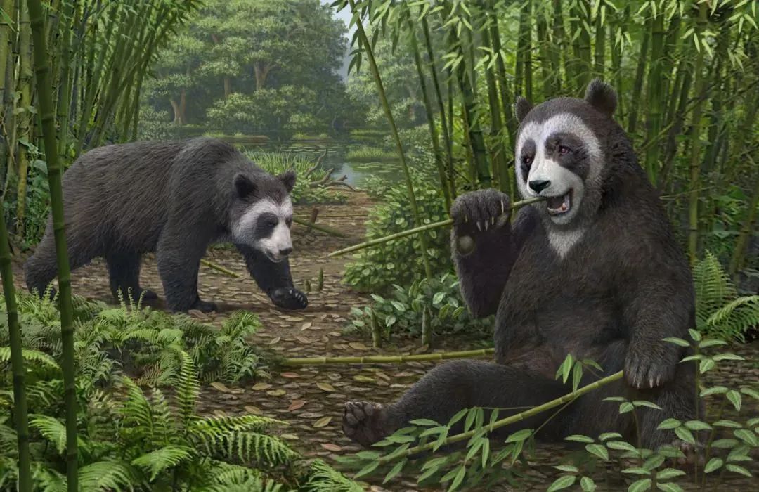 云南考古重大发现！熊猫食竹历史或可追溯到600万年前