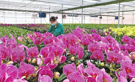 陆良：花卉产业拓宽乡村振兴路