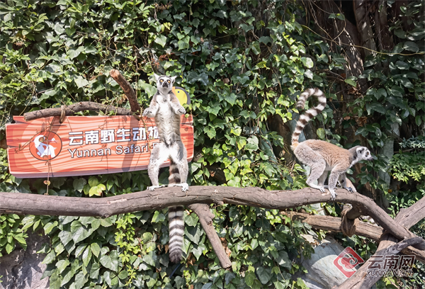 暑假去云南野生动物园，开启一场神奇动物之旅吧