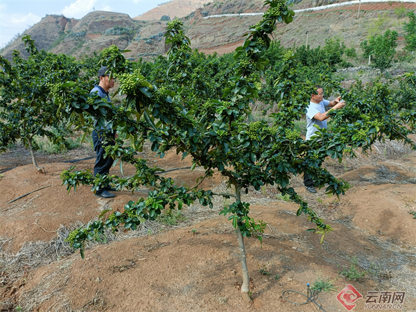云南省林科院以典型引路为花椒产业发展插上科技的翅膀