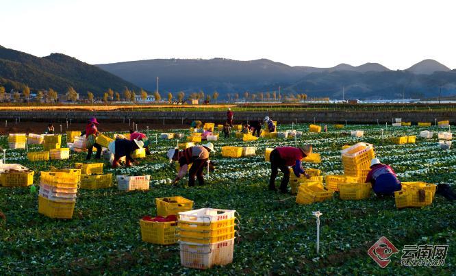 云南泸西：小小“菜篮子”撬动片区“大产业”