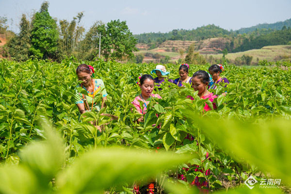 德宏民族团结月40年 | 吕良村：“千亩蚕桑”促民族团结