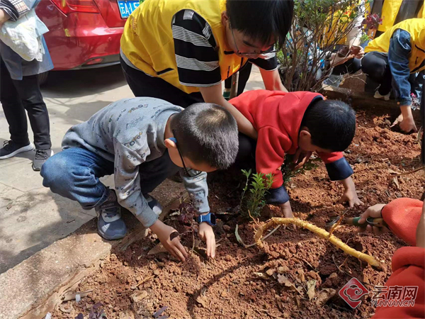 昆明这个社区开展“立夏同行”志愿服务植树活动