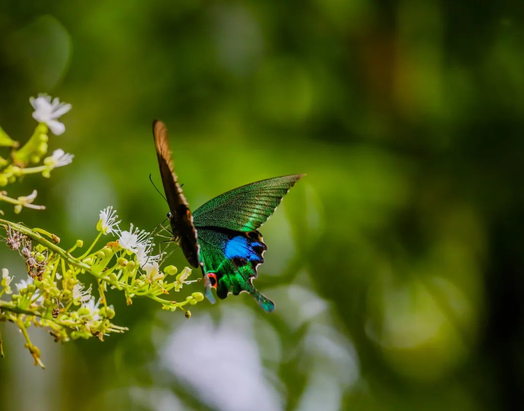 世界罕见蝴蝶图片 00306239057_de76f944.jpg