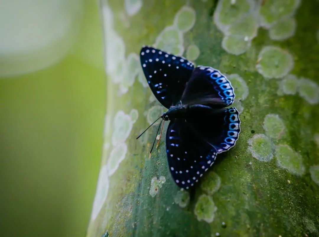 世界罕见蝴蝶图片 00306239059_9ac31456.jpg