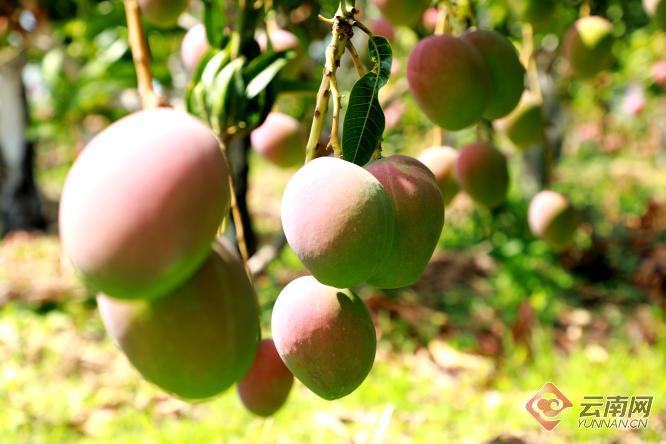 树上小芒果2018年视频 00306307306_4b849796.jpg