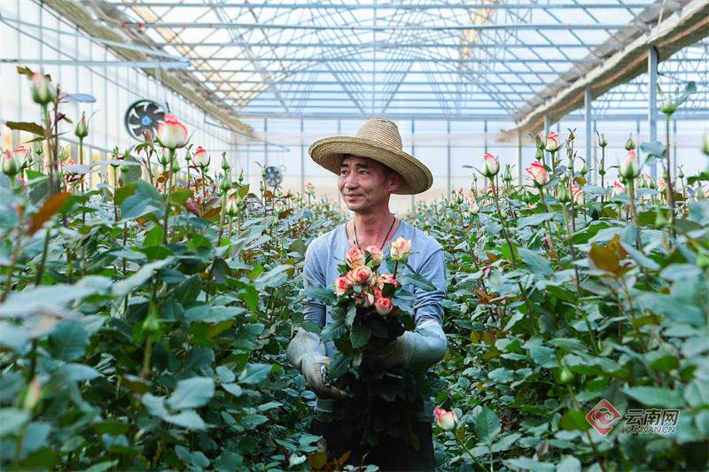 昆明市晋宁区聚力发展花卉产业—— 美丽经济“一路生花”