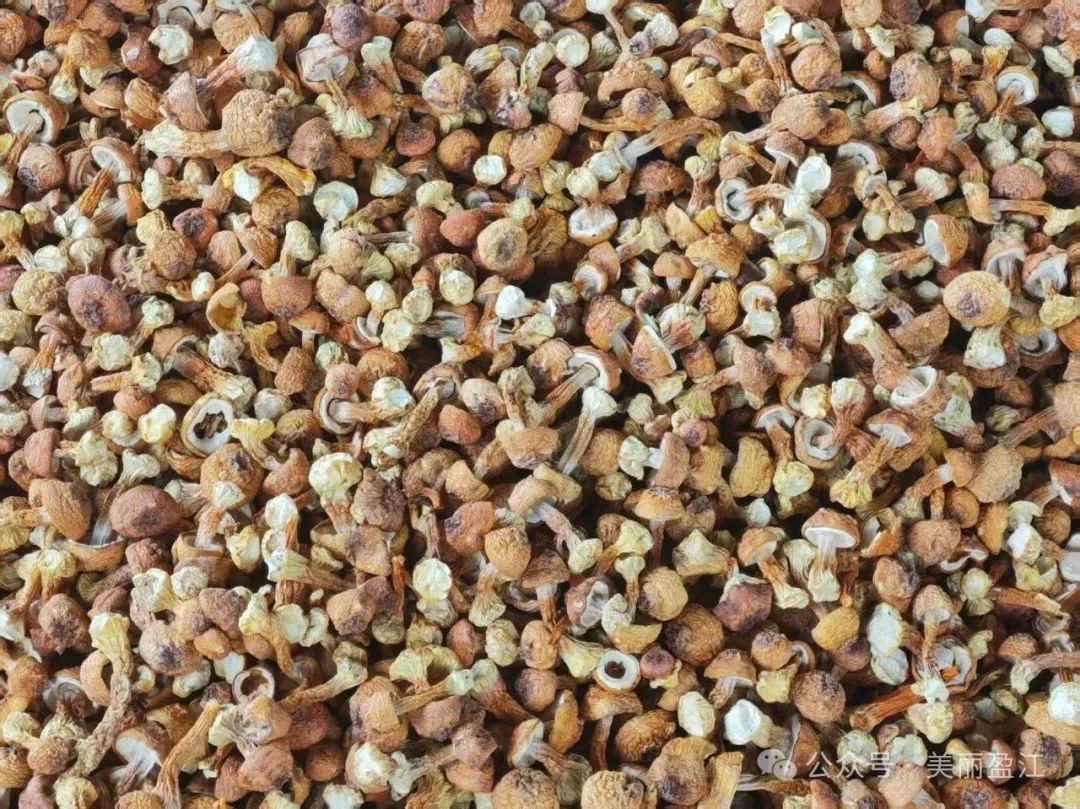 蘑菇加工企业 00307322342_09cb4497.jpg