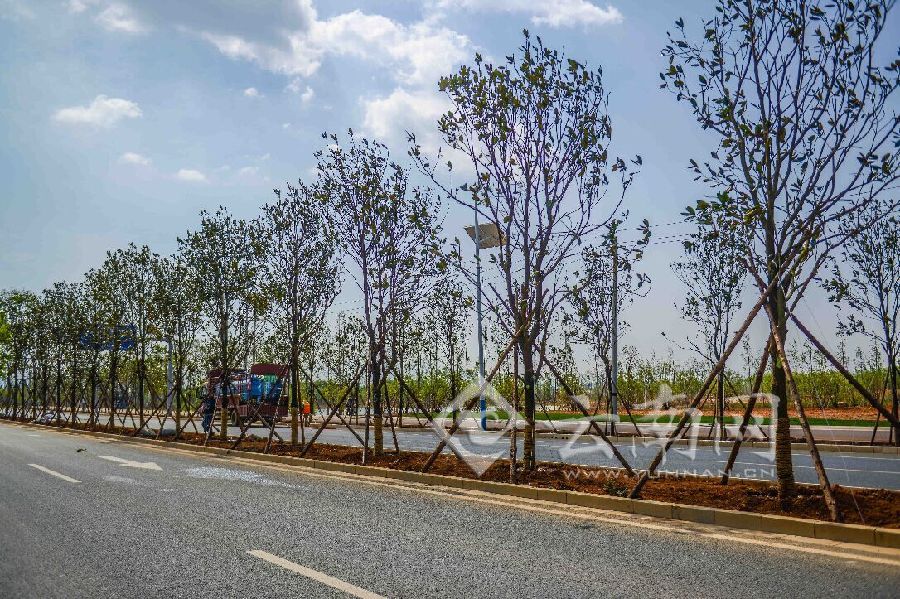 迎第三届"南博会" 昆明官渡区整治环湖东路10公里绿化景观