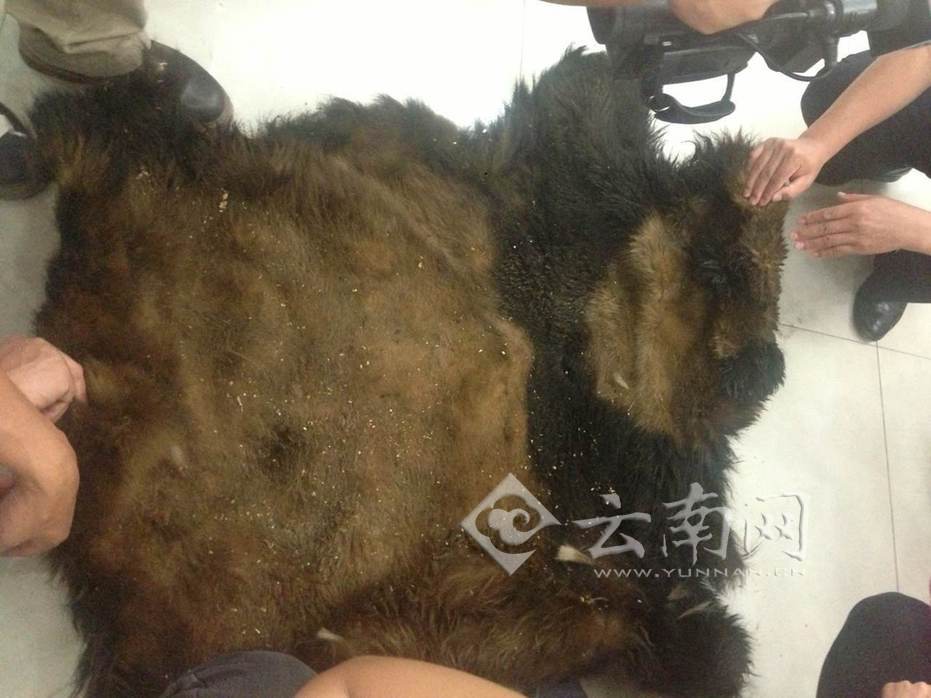 云南首起猎杀大熊猫案告破 警方还原作案全过程