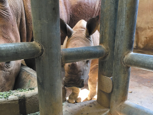 昆明石林今年又繁育5头小犀牛 总数已达上百头 