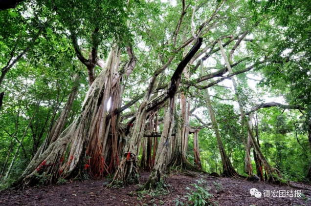 弄寨旁的亚热带雨林之中 距离县城约30公里 有专家考证,榕树王大约有
