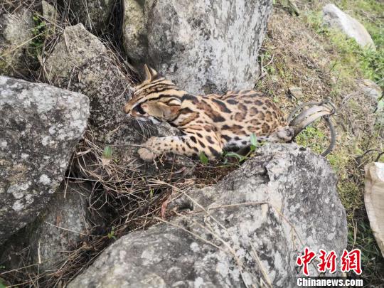 小萌豹猫被偷猎者铁夹夹住热心青年及时发现报警救助