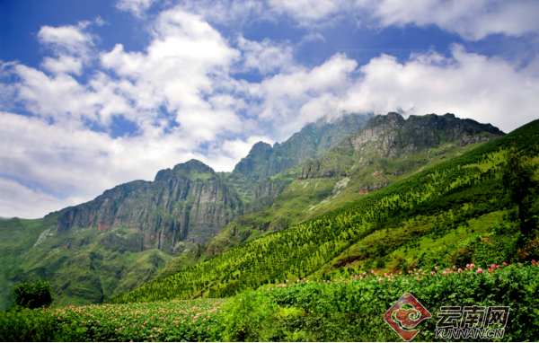 昆明东川区李子沟开花洋芋开出绚丽科技花