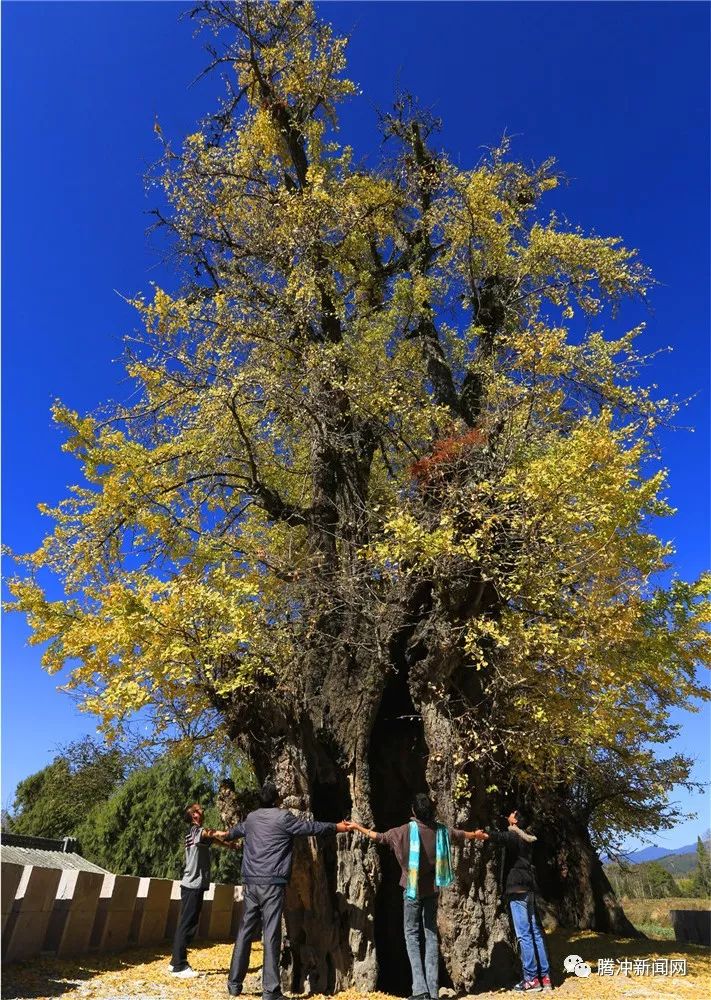 腾冲正式确定银杏树为"市树"滇山茶为"市花"_云南网