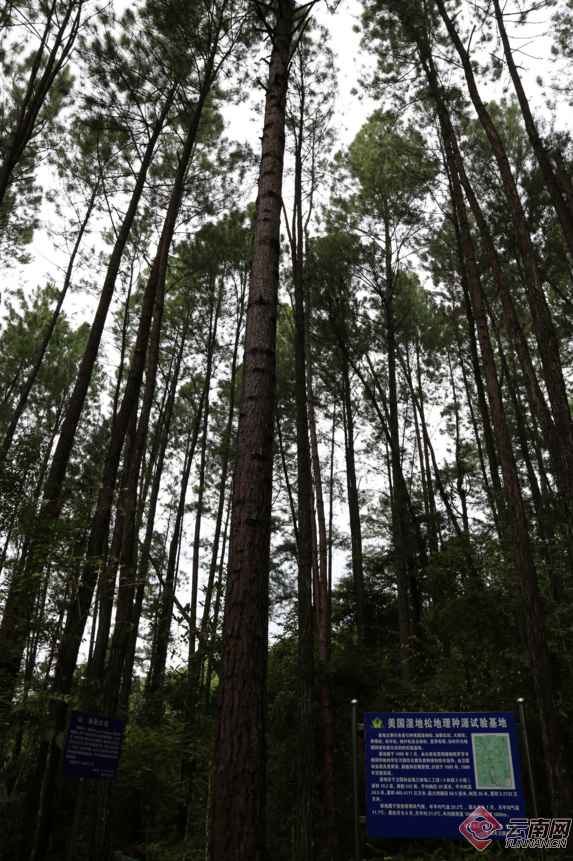 普洱:探索森林质量精准提升模式 促林草产业高质量发展