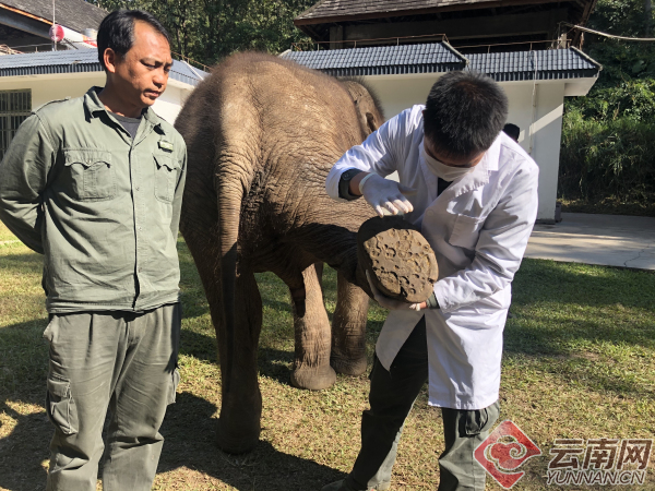 中国亚洲象种源繁育及救助中心点燃亚洲象生存希望