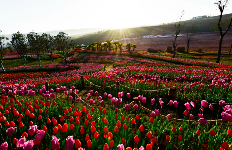 【高清组图】云南弥勒:徜徉花海,赴一场与春天的邂逅