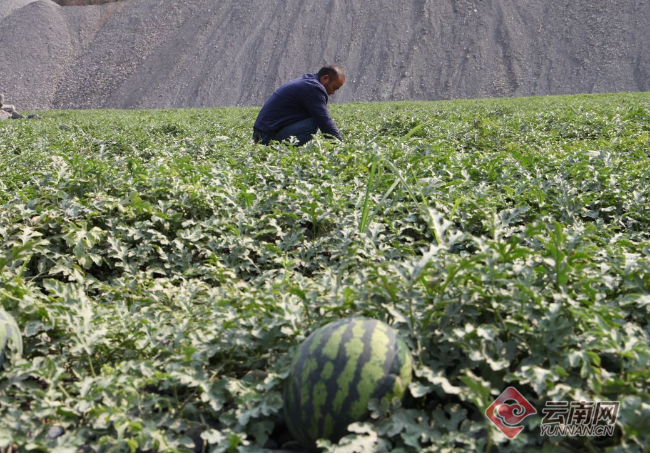 东川拖布卡3000吨西瓜上市 种植户急寻买家_公益动态_公益频道_云南网