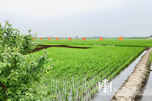 黑龙江双河农场图片