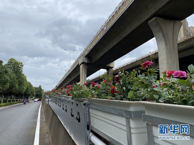 昆明二环路路生花美丽春城花事不断