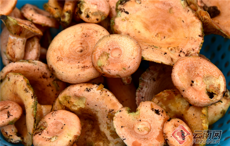 高清组图云南弥勒林下山珍有钱赚