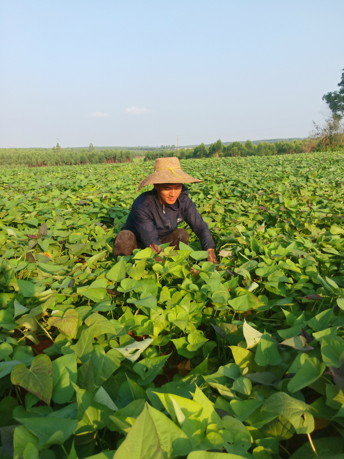 脱贫攻坚佛山帮扶湛江东岭村番薯种植成增收致富金钥匙
