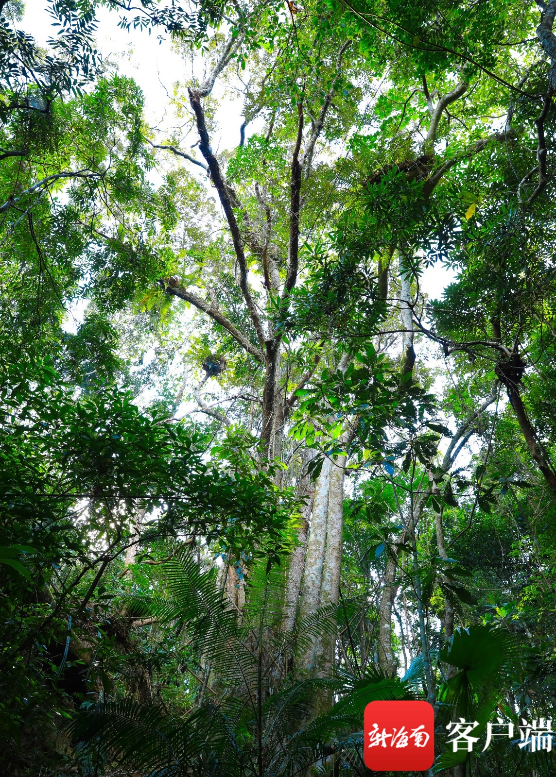 海南森林覆盖率图片