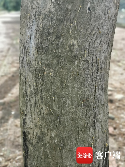 吓人澄迈这条路下起了虫雨周边绿植爬满密密麻麻的虫子