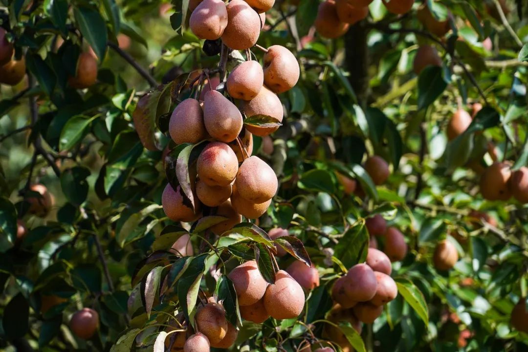 或黄或红的葫芦梨缀满了枝头,色泽光洁,晶莹剔透,成熟的葫芦梨让西山