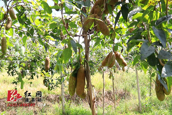 道县八月瓜成致富瓜