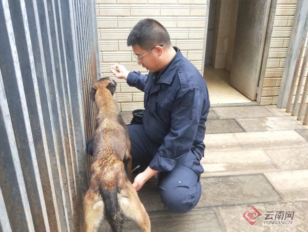 云南边检总站投训52只警犬 将承担缉毒防爆反恐等任务