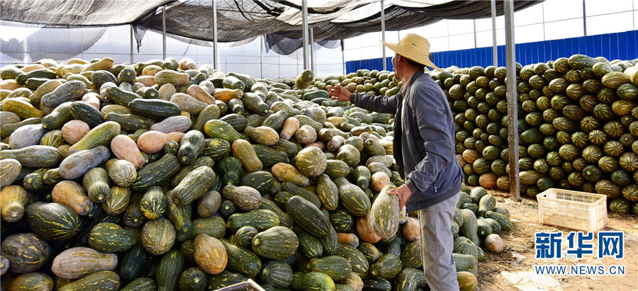 云南弥勒:金瓜丰收收储忙