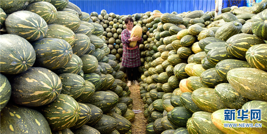 云南弥勒:金瓜丰收收储忙