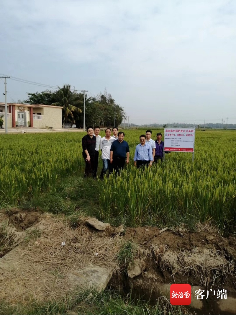 袁隆平团队在文昌盐碱地成功试种两季海水稻