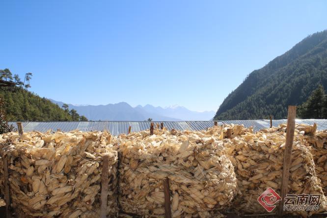 新春走基層香格里拉市三壩鄉搭起牛棚子拎穩菜籃子裝滿米袋子