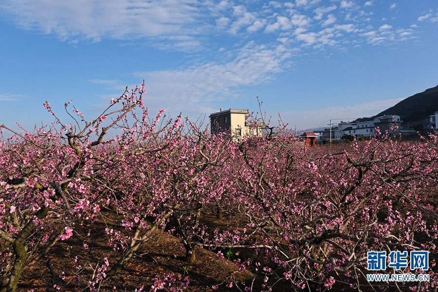 云南蒙自:桃花绽放春潮涌