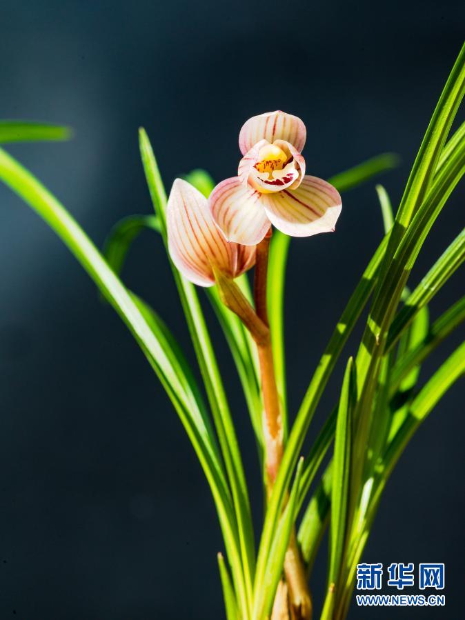 雲南維西蘭花進入盛花期