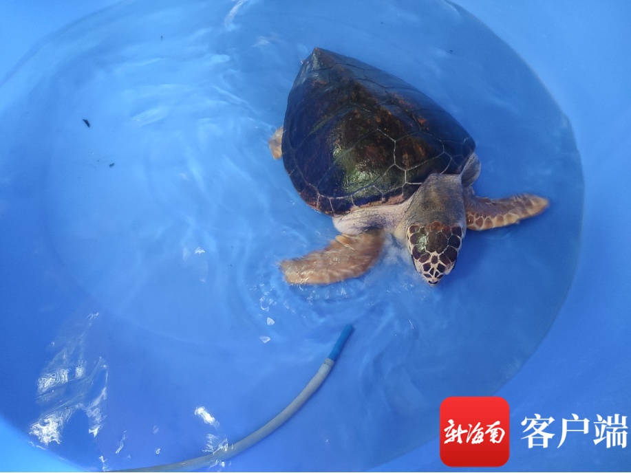 椰视频海南师范大学救助的海龟也要开学了
