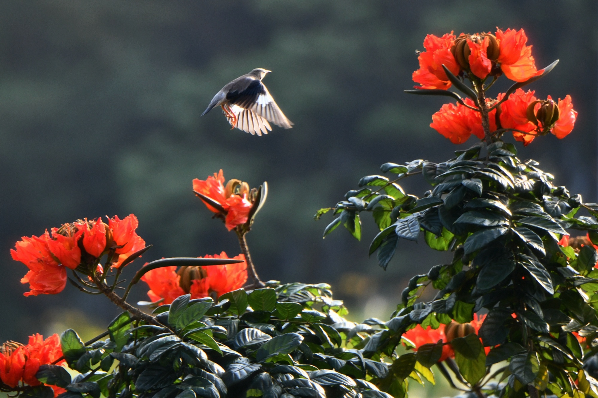在木棉花上吸花蜜的小鸟.