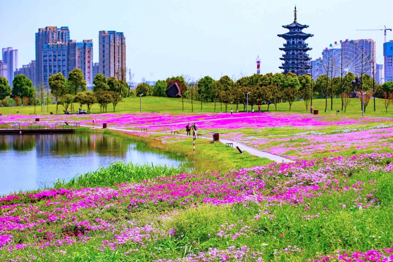 洋湖十里花毯已铺好就等你了