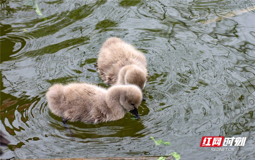 天鹅幼崽丑小鸭图片