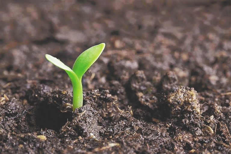 海南周刊春种一粒粟种子千年驯化史