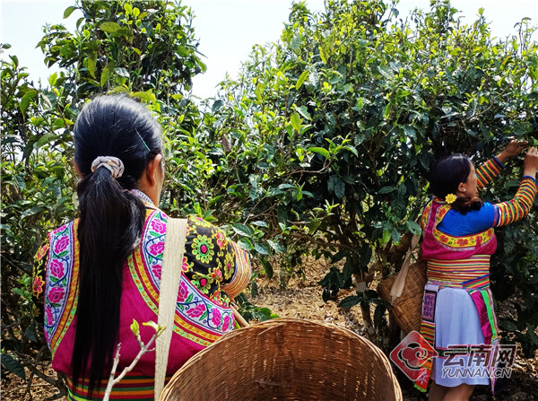 南伞镇营盘村马栗树自然村苗族妇女正在天沐茶园采摘鲜叶。