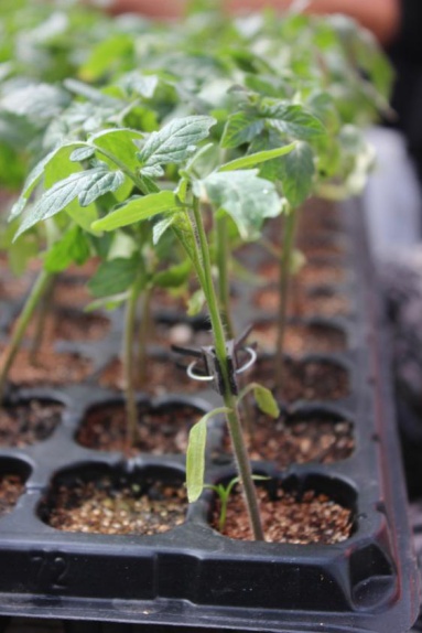 北京市农业技术推广站推荐:番茄集约化穴盘育苗安全生产核心技术